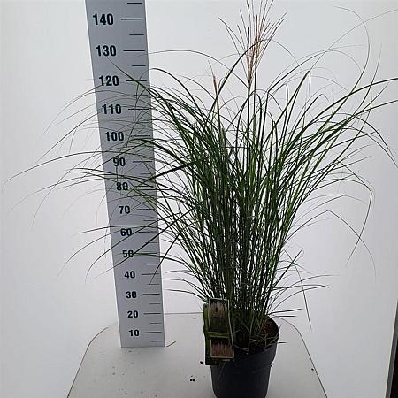 Miscanthus sin. 'Kleine Silbersp.' Pot 12 liter 60 - 80 cm