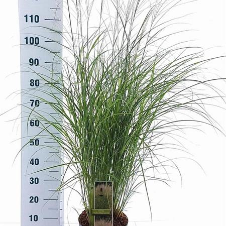 Miscanthus sin. 'Kleine Silbersp.' C6,5 50 - 60 cm