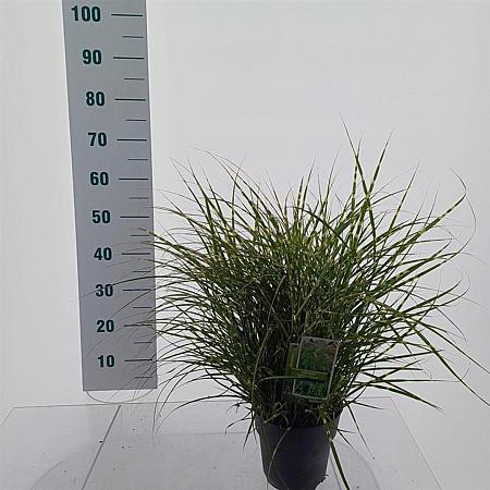 Miscanthus sin. 'Little Zebra' Pot 3 Liter 60 - 70 cm
