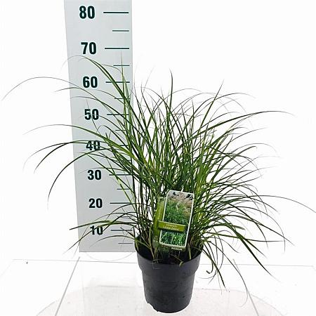 Miscanthus sin. 'Little Zebra' Pot 3 Liter 60 - 70 cm