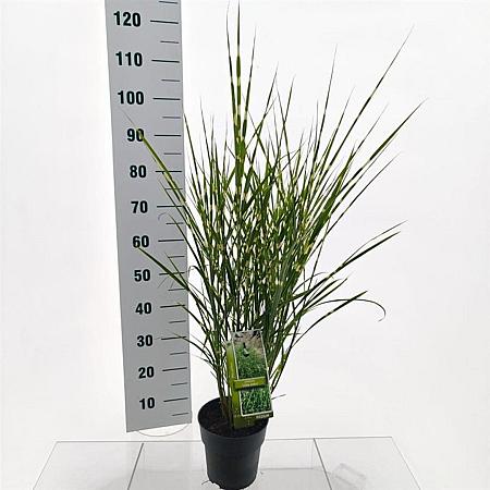 Miscanthus sin. 'Little Zebra' Pot 3 Liter 60 - 70 cm