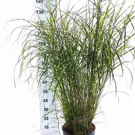Miscanthus sin. 'Little Zebra' Pot 12 liter 60 - 80 cm