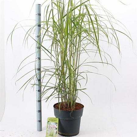 Miscanthus sin. 'Malepartus' Pot 12 liter 60 - 80 cm