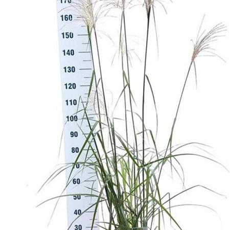 Miscanthus sin. 'Malepartus' Pot 12 liter 60 - 80 cm