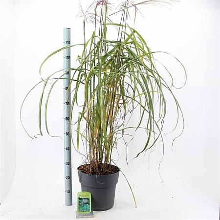 Miscanthus sin. 'Malepartus' Pot 12 liter 60 - 80 cm