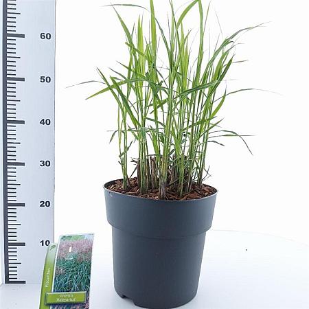 Miscanthus sin. 'Malepartus' Pot 12 liter 60 - 80 cm
