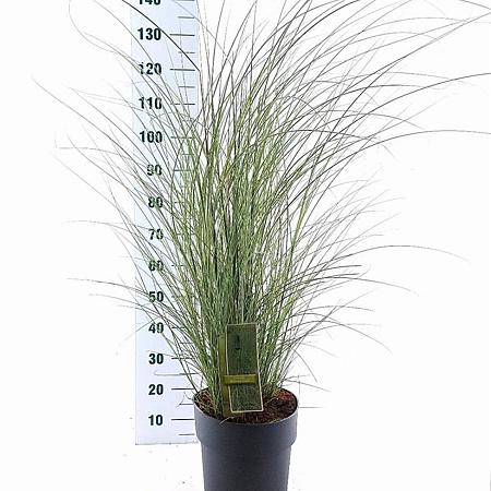 Miscanthus sin. 'Morning Light' Pot 12 liter 60 - 80 cm