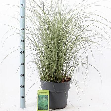 Miscanthus sin. 'Morning Light' Pot 12 liter 60 - 80 cm