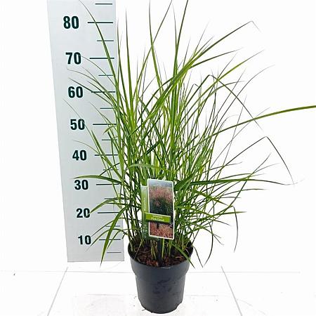 Miscanthus sin. Pink Cloud Pot 3 Liter 60 - 70 cm