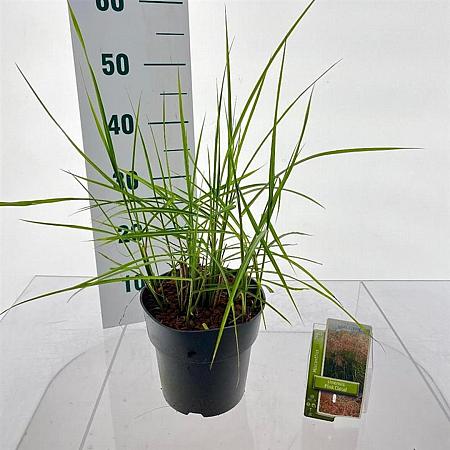 Miscanthus sin. Pink Cloud Pot 3 Liter 60 - 70 cm