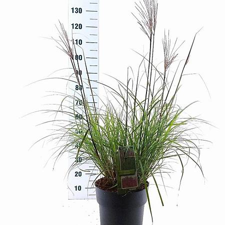 Miscanthus sin. 'Red Chief' Pot 12 liter 60 - 80 cm