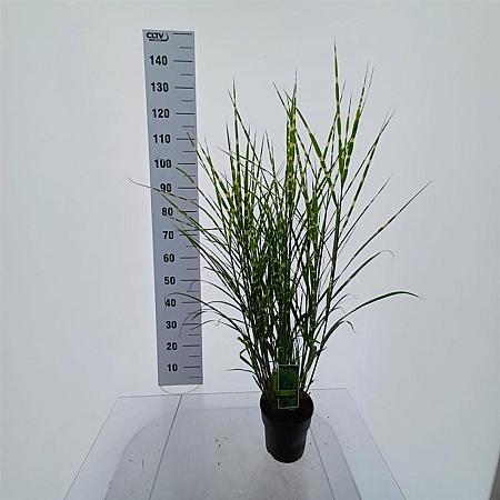 Miscanthus sin. 'Strictus' Pot 3 Liter 60 - 70 cm