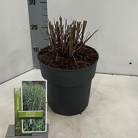 Miscanthus sin. 'Strictus' Pot 3 Liter 60 - 70 cm