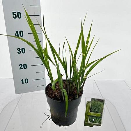 Miscanthus sin. 'Strictus' Pot 3 Liter 60 - 70 cm