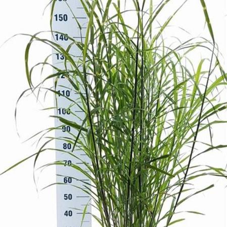 Miscanthus sin. 'Zebrinus' Pot 12 liter 60 - 80 cm