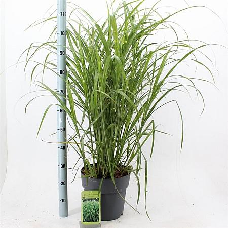 Miscanthus sin. 'Zebrinus' Pot 12 liter 60 - 80 cm