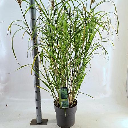 Miscanthus sin. 'Zebrinus' Pot 12 liter 60 - 80 cm