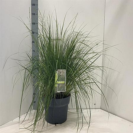 Molinia caerulea 'Heidebraut' Pot 12 liter 60 - 80 cm