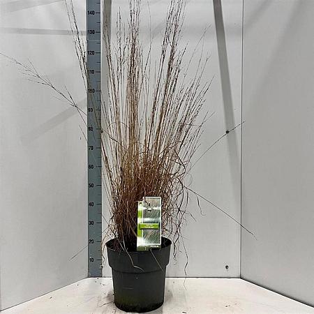 Molinia caerulea 'Heidebraut' Pot 12 liter 60 - 80 cm