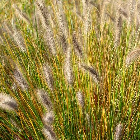 Pennisetum al. 'Moudry' Pot 12 liter 