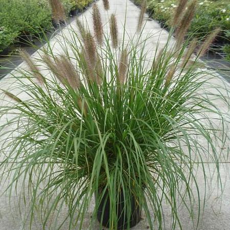 Pennisetum al. 'Moudry' Pot 12 liter 