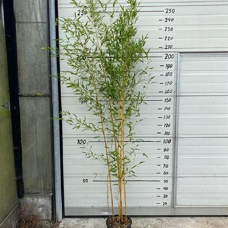 Phyllostachys aureos. 'Aureocaulis' Pot 10 liter 175 - 200 cm