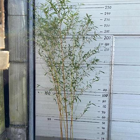 Phyllostachys aureos. 'Aureocaulis' Pot 10 liter 175 - 200 cm
