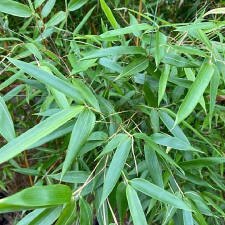 Phyllostachys aureos. 'Aureocaulis' Pot 10 liter 175 - 200 cm