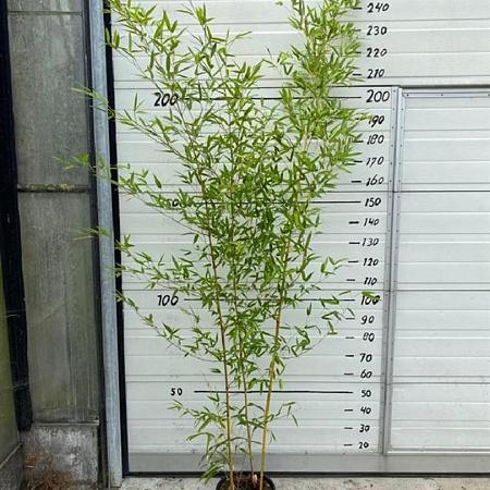 Phyllostachys aureos. 'Spectabilis' Pot 10 liter 175 - 200 cm