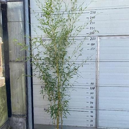 Phyllostachys aureos. 'Spectabilis' Pot 10 liter 175 - 200 cm