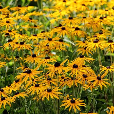 Rudbeckia f. 'Little Goldstar' Pot 2 liter 30-35cm