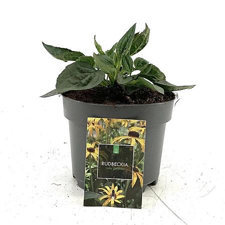 Rudbeckia f. 'Little Goldstar' Pot 2 liter 30-35cm