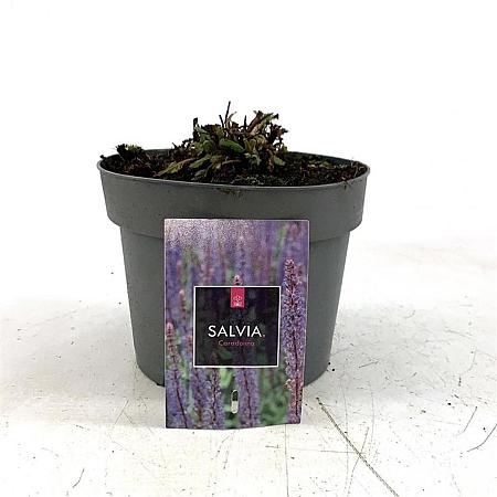 Salvia nem. 'Caradonna' Pot 2 Liter