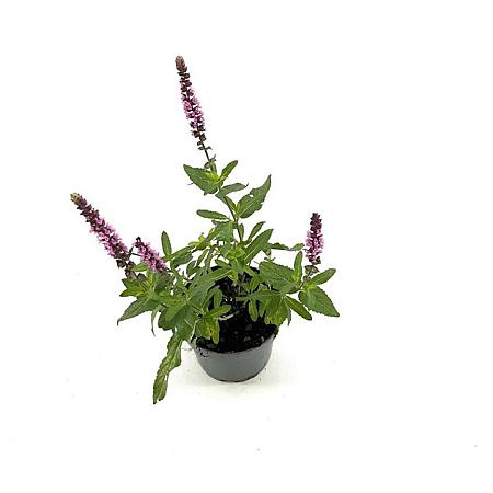 Salvia nem. Carad. Pink Inspiration Pot 2 Liter
