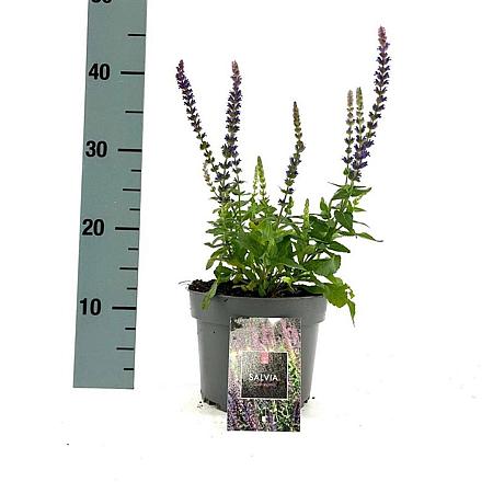 Salvia nem. 'Ostfriesland' Pot 2 Liter