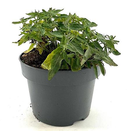 Salvia nem. 'Ostfriesland' Pot 5 Liter 