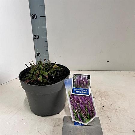 Salvia nem. 'Ostfriesland' Pot 2 Liter 20 - 30 cm