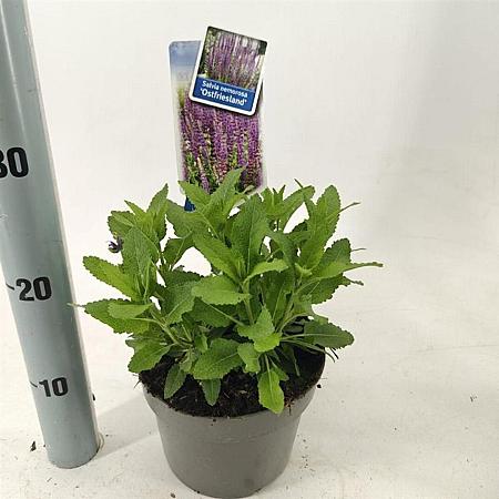 Salvia nem. 'Ostfriesland' Pot 2 Liter 20 - 30 cm
