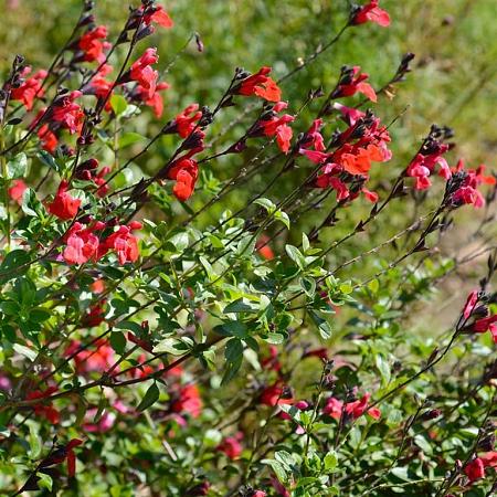 Salvia 'Royal Bumble' Pot 2 Liter