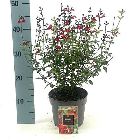 Salvia 'Royal Bumble' Pot 2 Liter