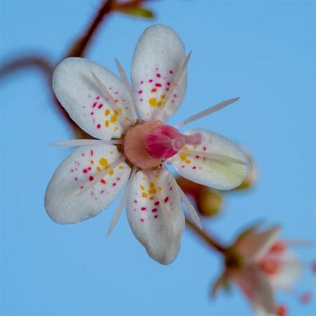 Saxifraga urbium Pot 1,5 liter