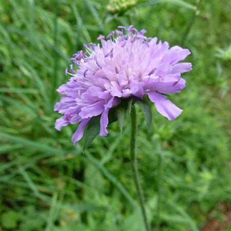 Scabiosa col. 'Pink Mist' Pot 2 Liter