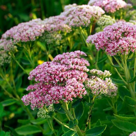Sedum 'Herbstfreude' Pot 2 Liter