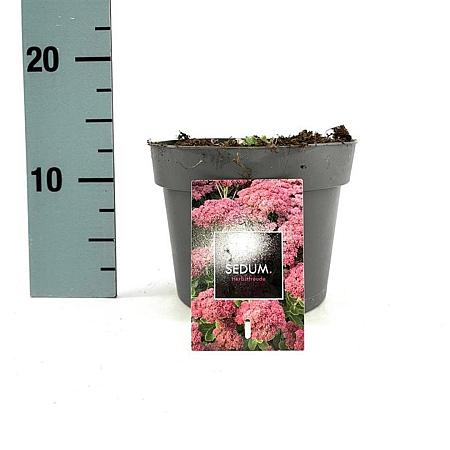 Sedum 'Herbstfreude' Pot 2 Liter