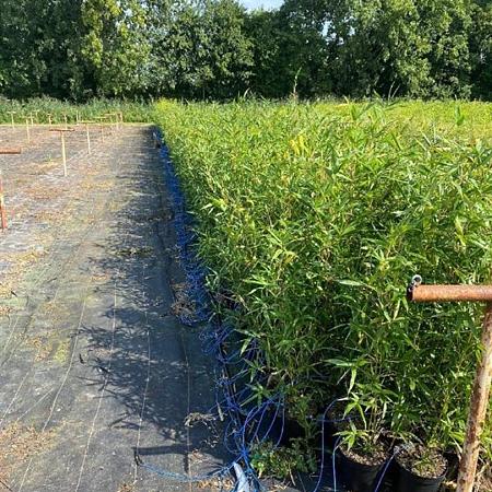 Semiarundinaria fastuosa viridis Pot 5 Liter 80 - 100 cm