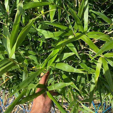 Semiarundinaria fastuosa viridis Pot 5 Liter 80 - 100 cm