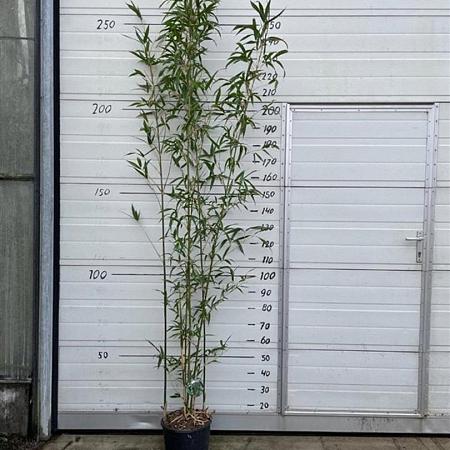 Semiarundinaria fastuosa viridis Pot 10 liter 175 - 200 cm