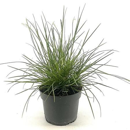 Sesleria autumnalis Pot 2 Liter