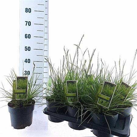 Sesleria autumnalis Pot 2 liter 25-30cm