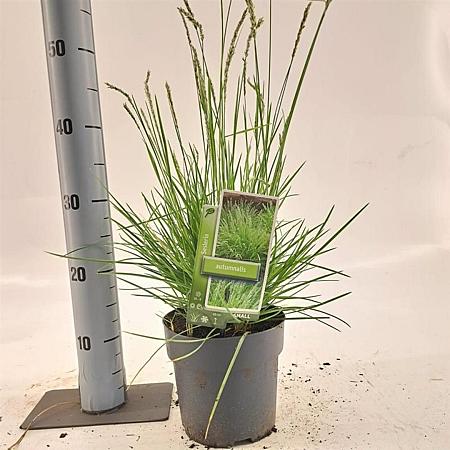 Sesleria autumnalis Pot 2 liter 25-30cm